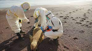 Gripe aviária: 114.000 aves silvestres e quase 4.000 leões marinhos na costa do Peru