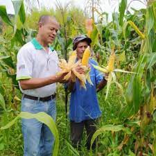 Produtores mineiros apostam no cultivo do milho de segunda safra