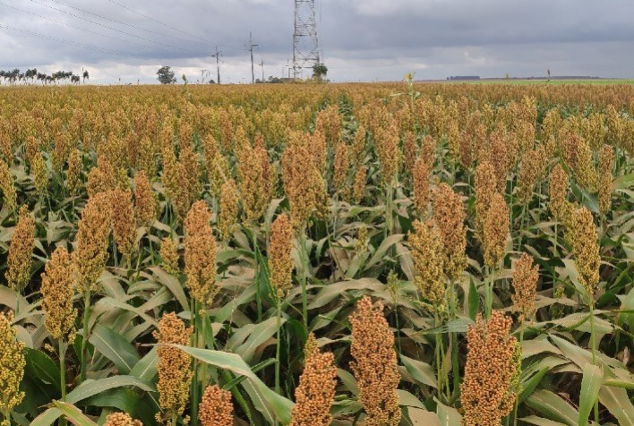 A força do agronegócio: a produção agrícola total do Estado deve ultrapassar as 106,5 milhões de toneladas este ano