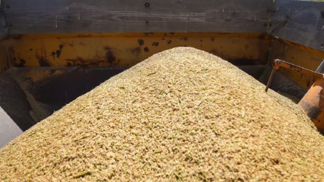 Imagem de arroz na colheitadeira (Foto: Celso Tavares/g1).