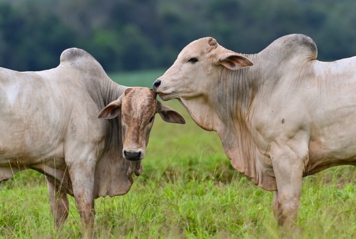 Garantia de Autenticidade do Cromo Orgânico para a Nutrição Animal