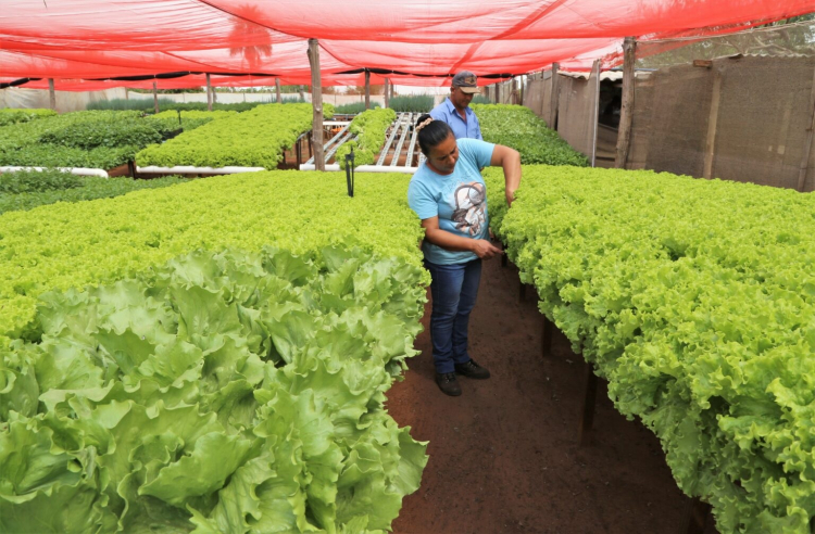 Pprograma capacitará os recém-formados de MS para trabalhar na agricultura familiar