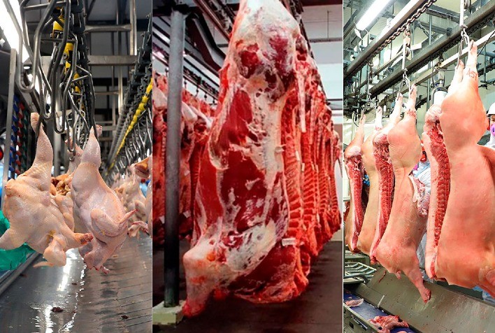 Produção Animal no 4º Trimestre de 2024: Crescimento nos Abates e Aquisições