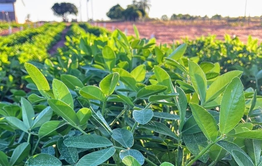 Expansão do amendoim impulsiona demanda no segmento de nutrifisiologia