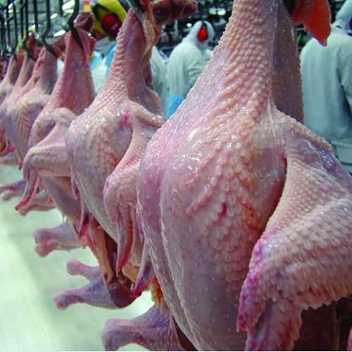 Carne de frango: potencial de produção do 1º bimestre tem aumento real de 4%