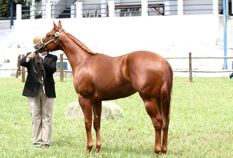 Legenda: Animais das raças Quarto de Milha, Appaloosa e Paint Horse serão julgados durante a prova na 52ª Expoagro