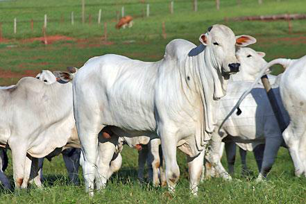 Receita da agropecuária deve ser 0,9% menor em 2016