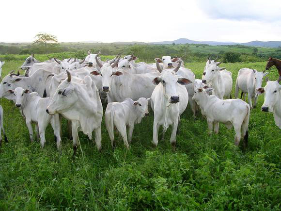 MS tem dois municípios listados entre os maiores produtores de bovinos do país