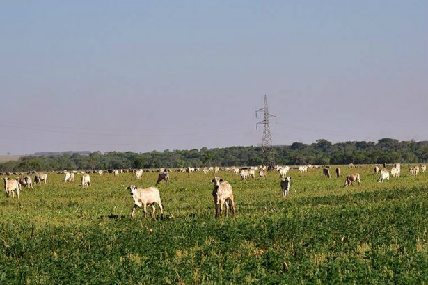 Preservação ambiental, gestão social e econômica viabilizam pecuária sustentável