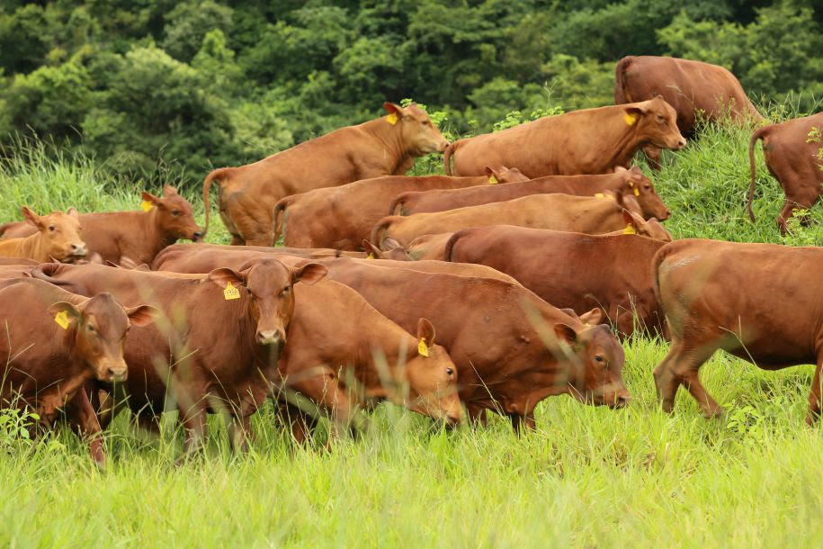 Número de animais nascidos de FIV na raça Senepol cresce 287%