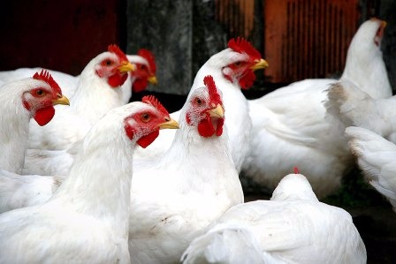 Frango vivo: Primeira quinzena não melhora demanda e preços permanecem estáveis