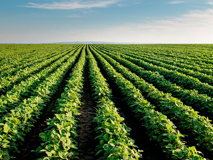 USDA: Estoques trimestrais de soja e milho dos EUA ficam bem acima do esperado