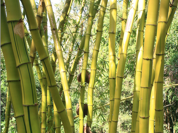 Produção de bambu deverá ser estimulada pelo Mapa