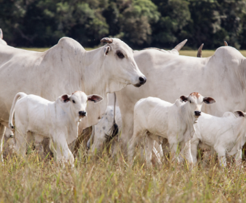 Baixa oferta de animais para reposição e preços firmes em Mato Grosso