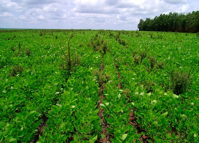 Plantio de soja do Brasil em 20/21 deve ter maior aumento desde 14/15, diz Arc Mercosul