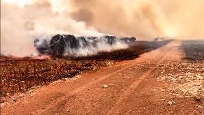 Incêndio de grandes proporções atinge fazenda em MT e consome lavouras de algodão