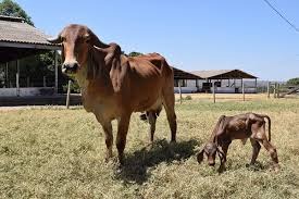 Primeira vaca clonada pela Embrapa Cerrados dá à luz a filhote