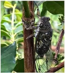 Cigarra-do-cafeeiro: conheça a praga que causa sérios problemas ao cafezal Cigarra-do-cafeeiro: conheça a praga que causa sérios problemas ao cafezal