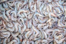 Governo amplia para R$ 500 milhões crédito para produtores de camarão do Nordeste Governo amplia para R$ 500 milhões crédito para produtores de camarão do Nordeste