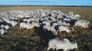 Boi/Cepea: indicador se aproxima de R$ 300 Boi/Cepea: indicador se aproxima de R$ 300