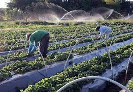 Câmara Deliberativa de GO aprova R$ 48,7 milhões em financiamentos do FCO Rural Câmara Deliberativa de GO aprova R$ 48,7 milhões em financiamentos do FCO Rural