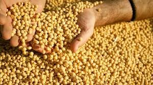 Soja: Chicago fecha no vermelho, mas dólar ainda dá espaço para sustentação de preços no BR Soja: Chicago fecha no vermelho, mas dólar ainda dá espaço para sustentação de preços no BR